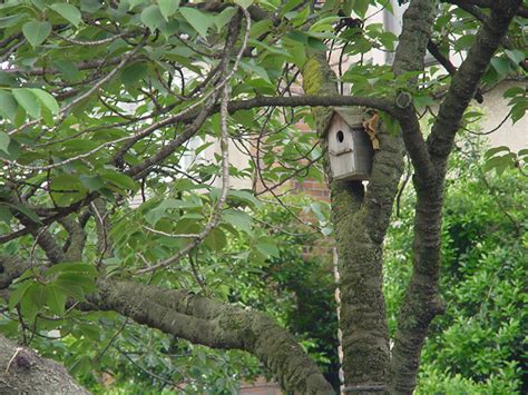 庭 鳥|庭に野鳥を呼ぼう！！